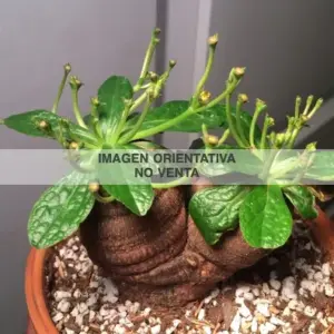 Euphorbia ecklonii "M-5,5 cm"