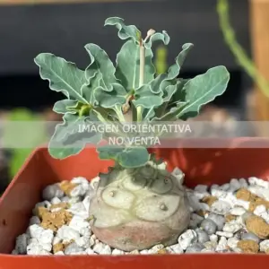 Euphorbia globulicaulis