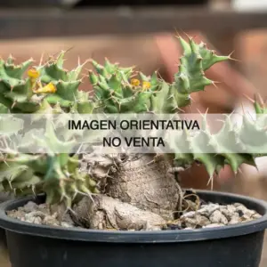 Euphorbia groendrayensis