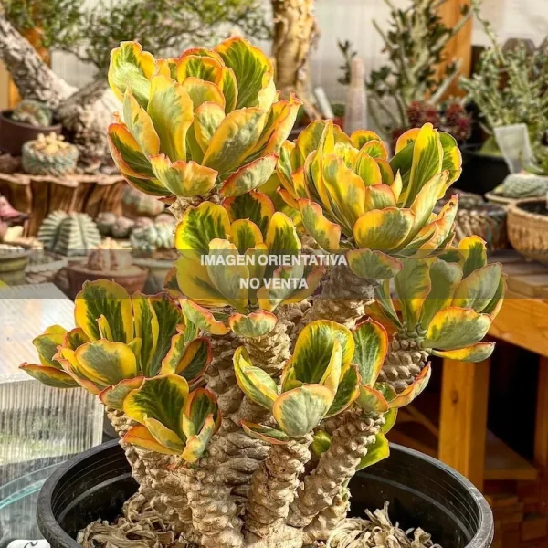 Euphorbia poissonii "variegata"