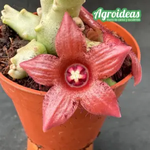 Duvaliandra dioscoridis