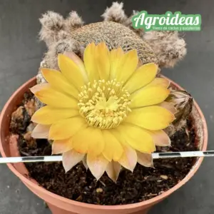 Lobivia famatimensis “6 años ejemplar M-11 cm”