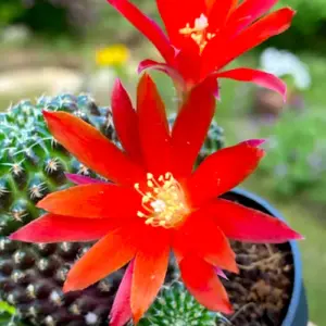 Rebutia densipectinata