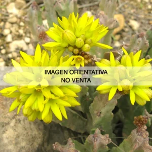 Caralluma flava
