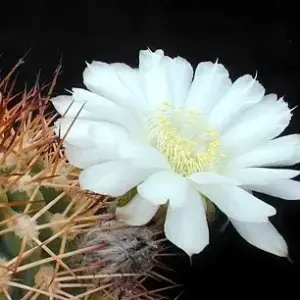Acanthocalycium thionanthum v. chionanthum