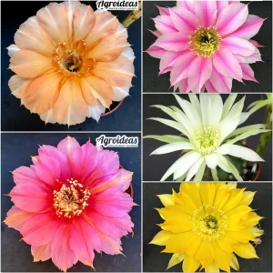 Echinopsis híbrido "Lote X 2"