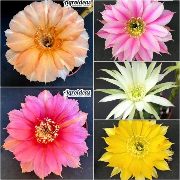 Echinopsis híbrido "Lote X 2"