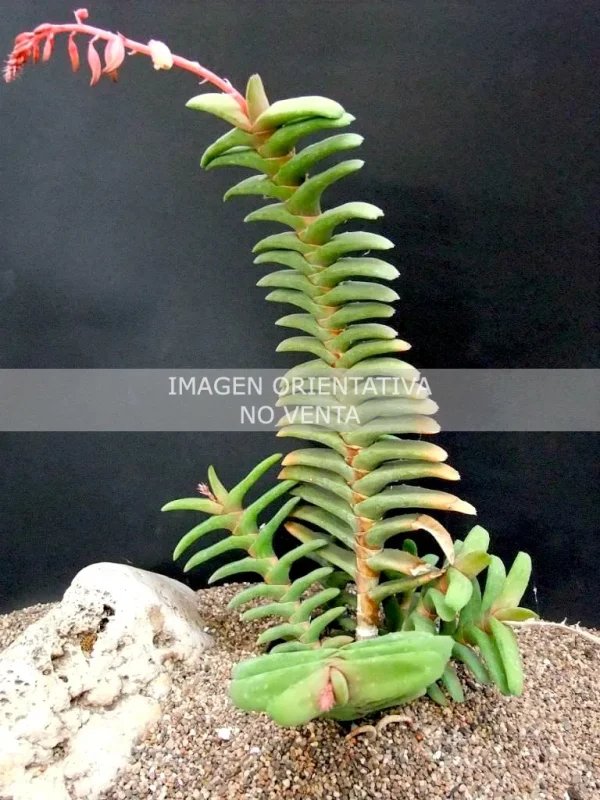 Gasteria rawlinsonii