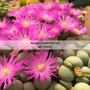 Gibbaeum comptonii