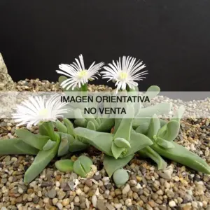 Gibbaeum haagei