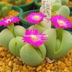 Gibbaeum heathii