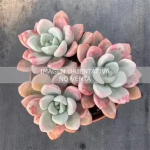 Graptoveria "Spotted Deer"