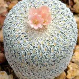 Epithelantha greggii SB1624