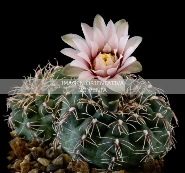 Gymnocalycium campestre fr. San Pedro de Toyos