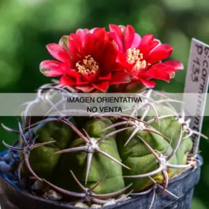 Gymnocalycium carminanthum