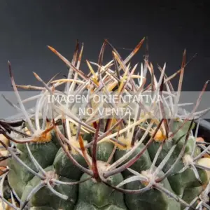 Gymnocalycium prochazkianum ssp. simile