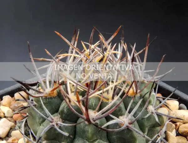 Gymnocalycium prochazkianum ssp. simile