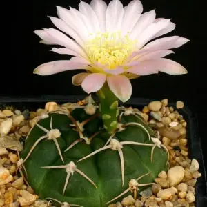 Gymnocalycium uruguayense v. roseiflorus