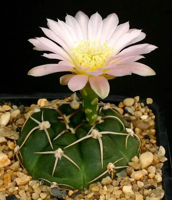 Gymnocalycium uruguayense v. roseiflorus
