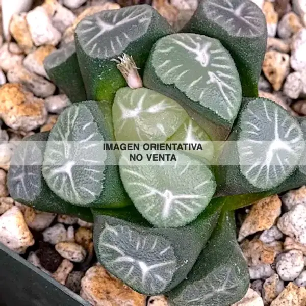 Haworthia maughanii cv. Gyokuryu