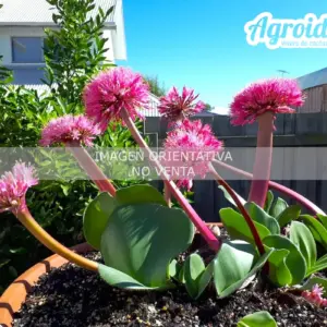 Haemanthus humilis
