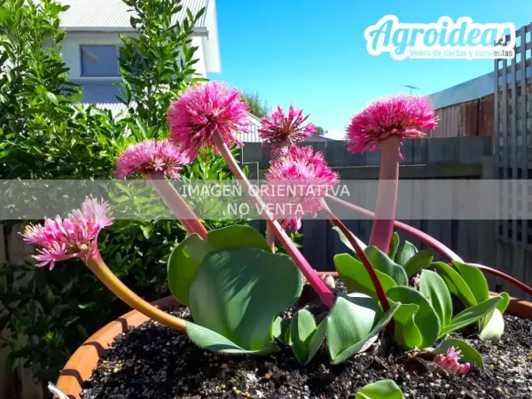 Haemanthus humilis