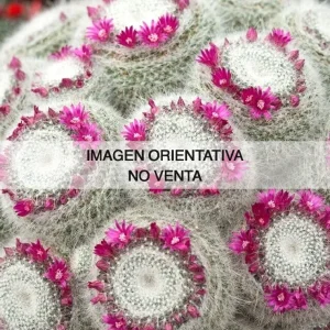Mammillaria hahniana