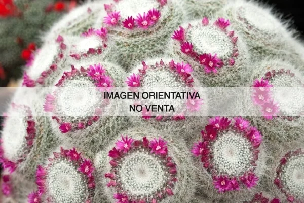 Mammillaria hahniana