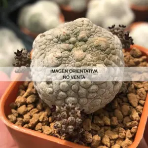 Pseudolithos harardheranus