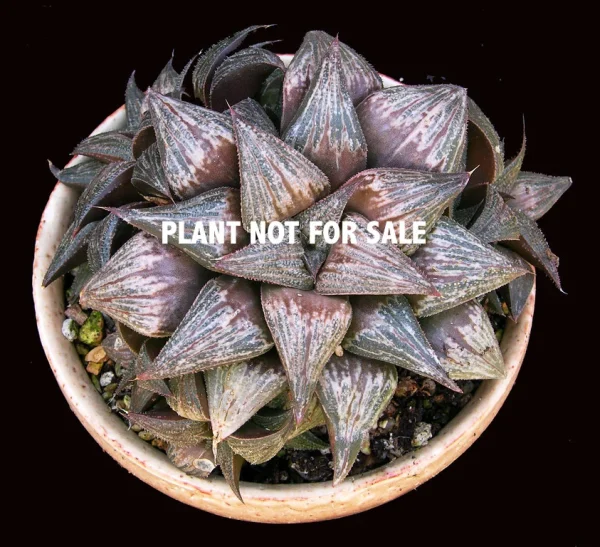 Haworthia "Bev's Wonder"