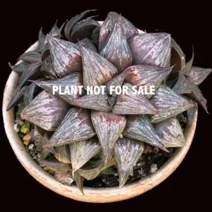 Haworthia "Bev's wonder"