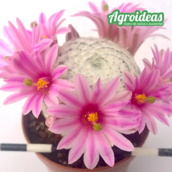 Mammillaria herrerae