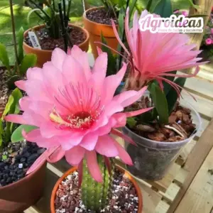 Hildewintera "Evita"