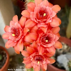 Hildewintera "Salmona"