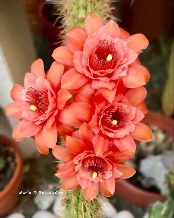 Hildewintera "Salmona"