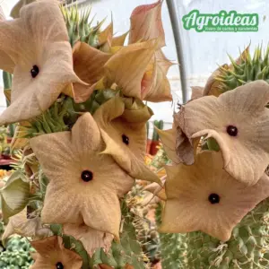 Hoodia gordonii