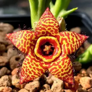 Orbea "Honey Bee"
