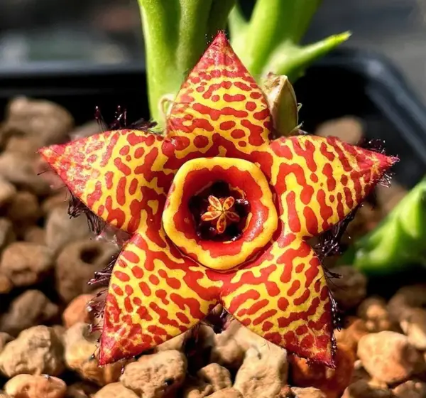 Orbea "Honey Bee"