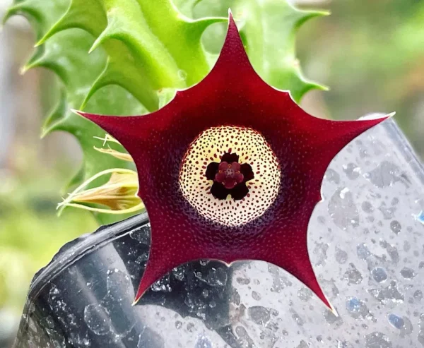 Huernia "Eyeball"