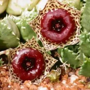 Huernia plowesii