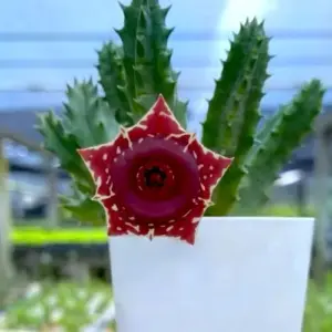 Huernia "Volcanic Fire"
