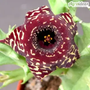 Huernia saudi-arabica híbrida