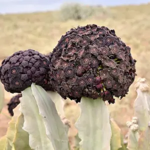 Caralluma Russelliana