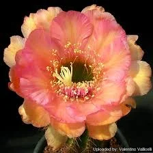Trichocereus cv. Chamäleon