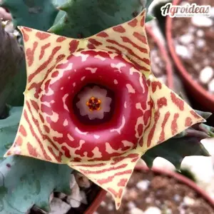 Huernia zebrina insigniflora PVB6596