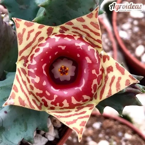 Huernia zebrina insigniflora PVB6596