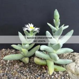 Juttadinteria ausensis