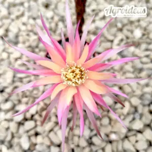 Lobivia "Karasu tangu"
