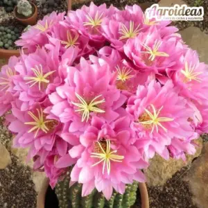 Echinopsis kermesina brevispinus (Ex. Agroideas)