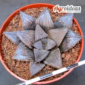 Haworthia "Kitsune"